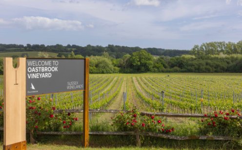Summer vines in Sussex